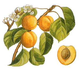 Apricot3.gif